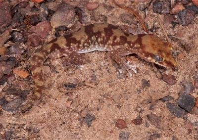 Yellow-snouted gecko