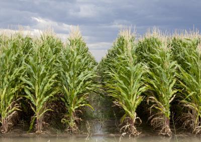 Irrigated maize, VIC (DoEE)