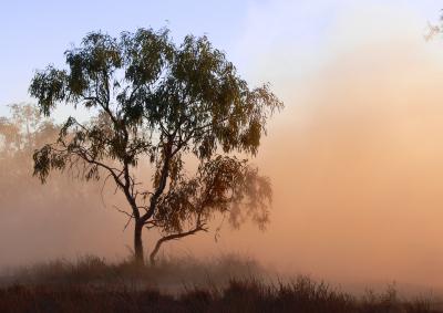 Tree with dust storm