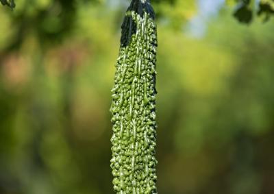 Bitter melon (Momordica charantia) hanging on the vine