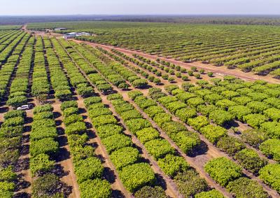 Mango farm, NT (CSIRO)