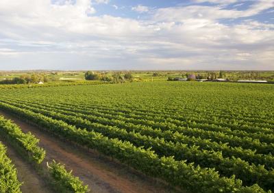 Overview of the vineyards and citrus crops near the township of Renmark