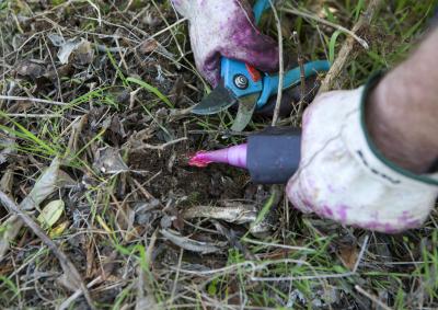 Member of the Nyambaga Aboriginal Green Team cutting and poisoning weed stumps from beside Taylors Arm in Congarinni
