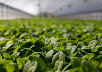 Bok choi in a greenhouse