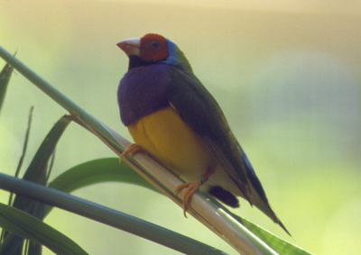 Gouldian finch