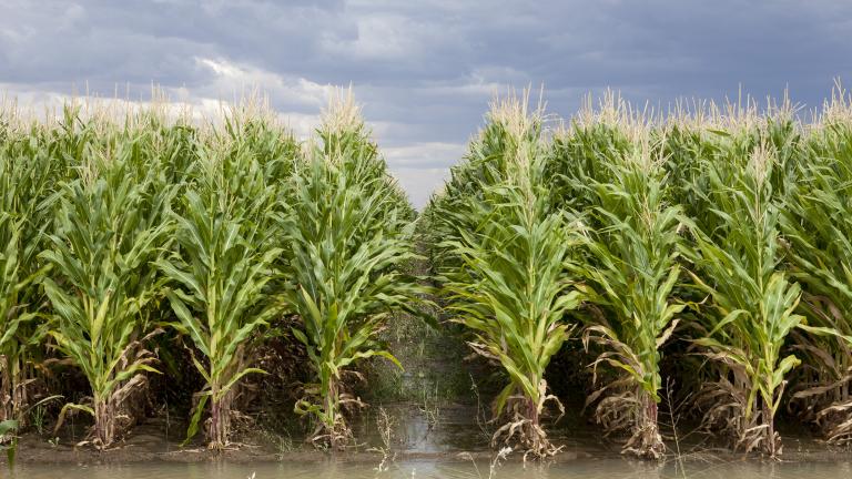 Irrigated maize, VIC (DoEE)