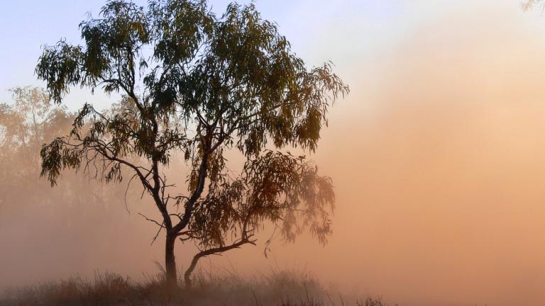 Tree with dust storm