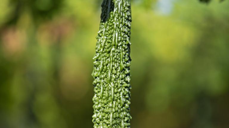 Bitter melon (Momordica charantia) hanging on the vine