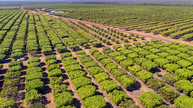 Mango farm, NT (CSIRO)