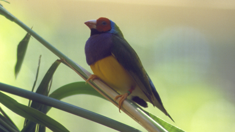 Gouldian finch