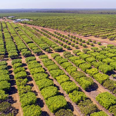 Mango farm, NT (CSIRO)
