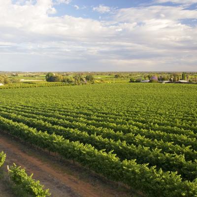 Overview of the vineyards and citrus crops near the township of Renmark