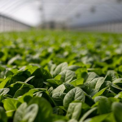 Bok choi in a greenhouse