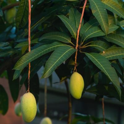 Mangoes hanging from tree